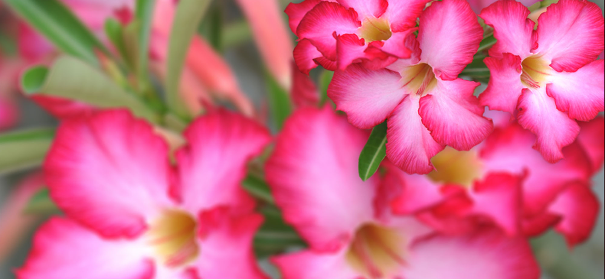 Island Tropical Foliage Wholesale Nursery Wholesale Nursery in