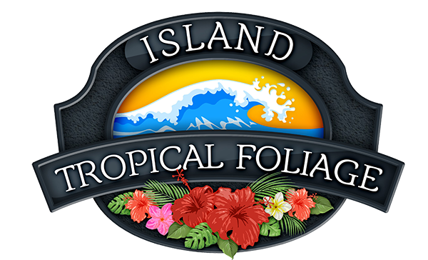 Island Tropical Foliage Wholesale Nursery - Wholesale Nursery in Homestead, Florida