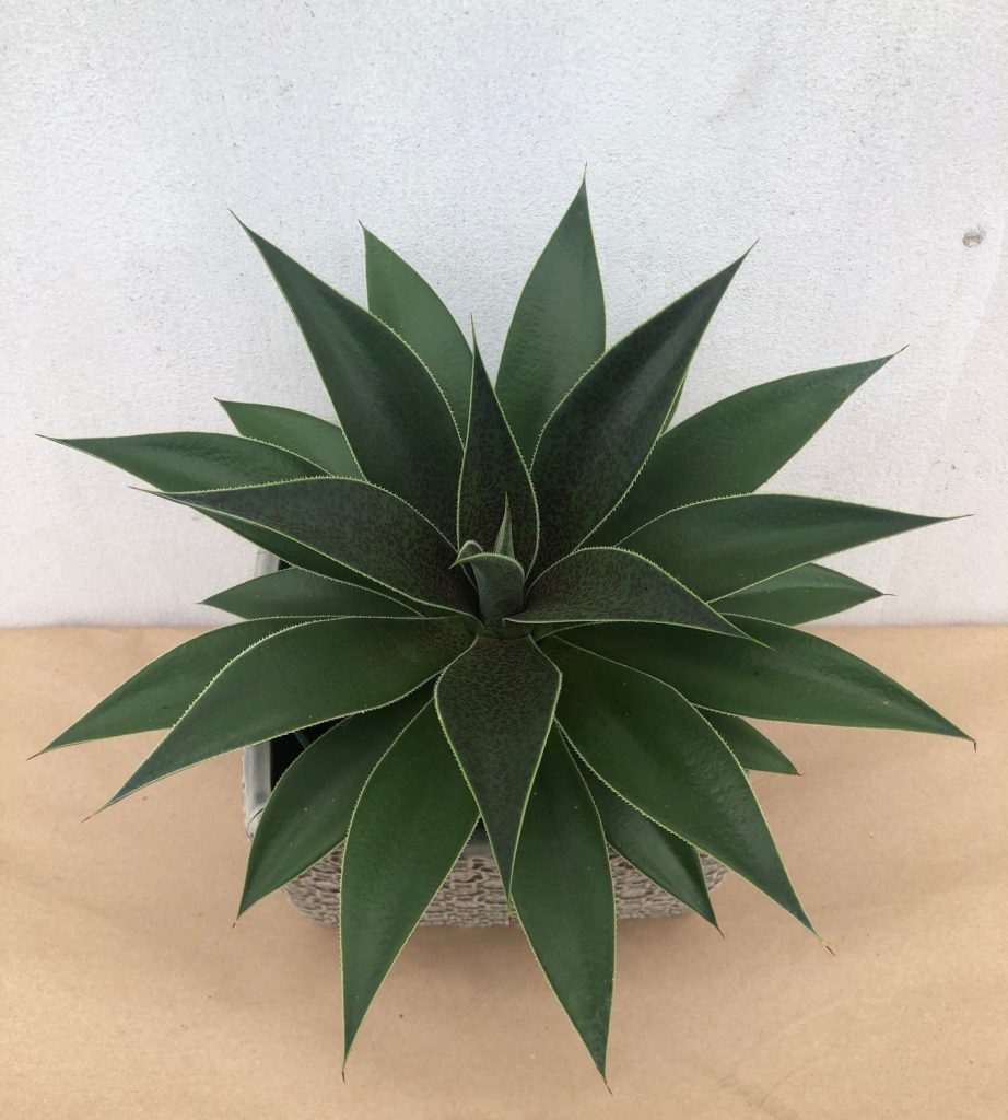 Island Tropical Foliage Wholesale Nursery Wholesale Nursery in