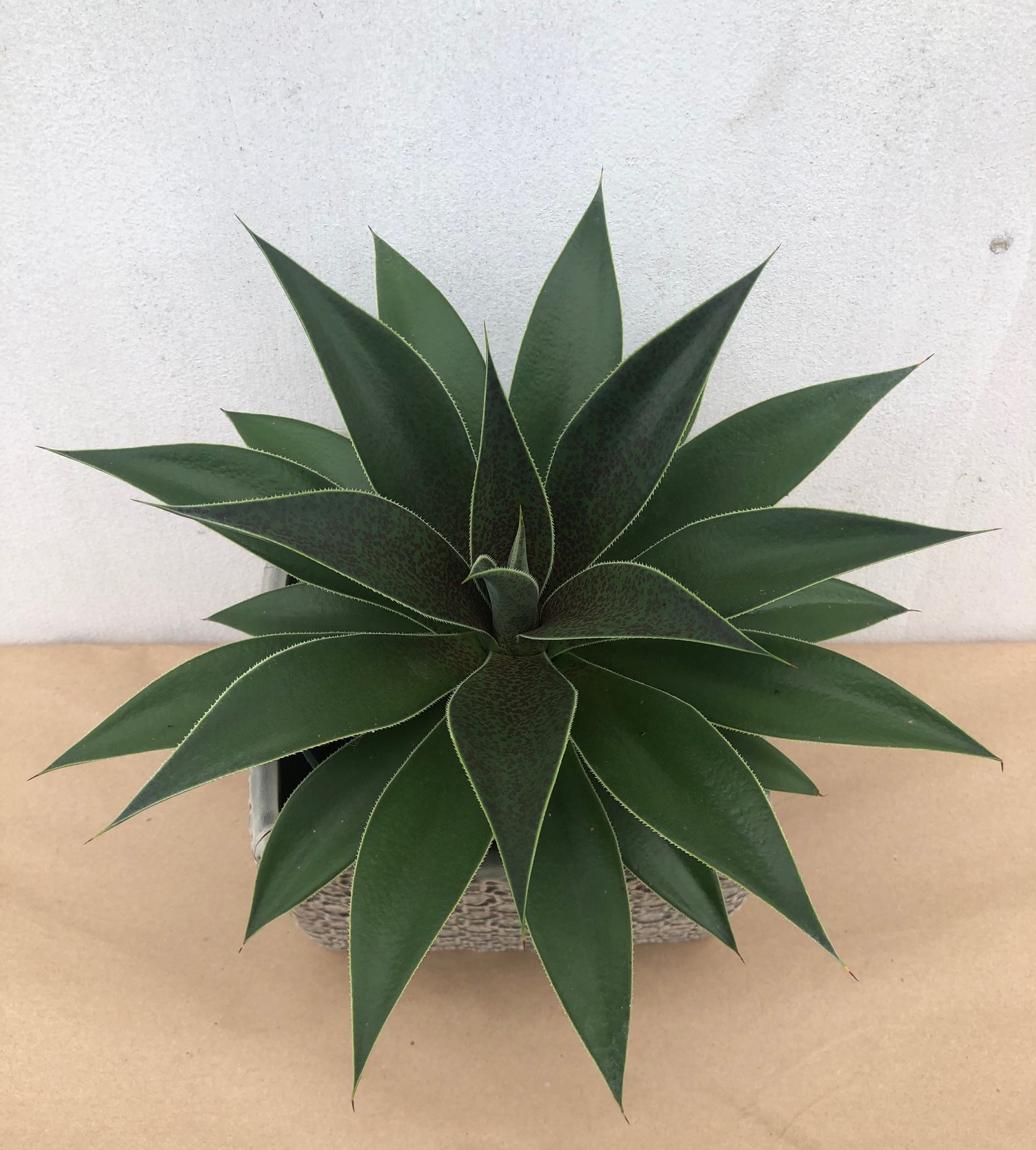 Island Tropical Foliage Whole Nursery In Island Tropical Foliage Whole
