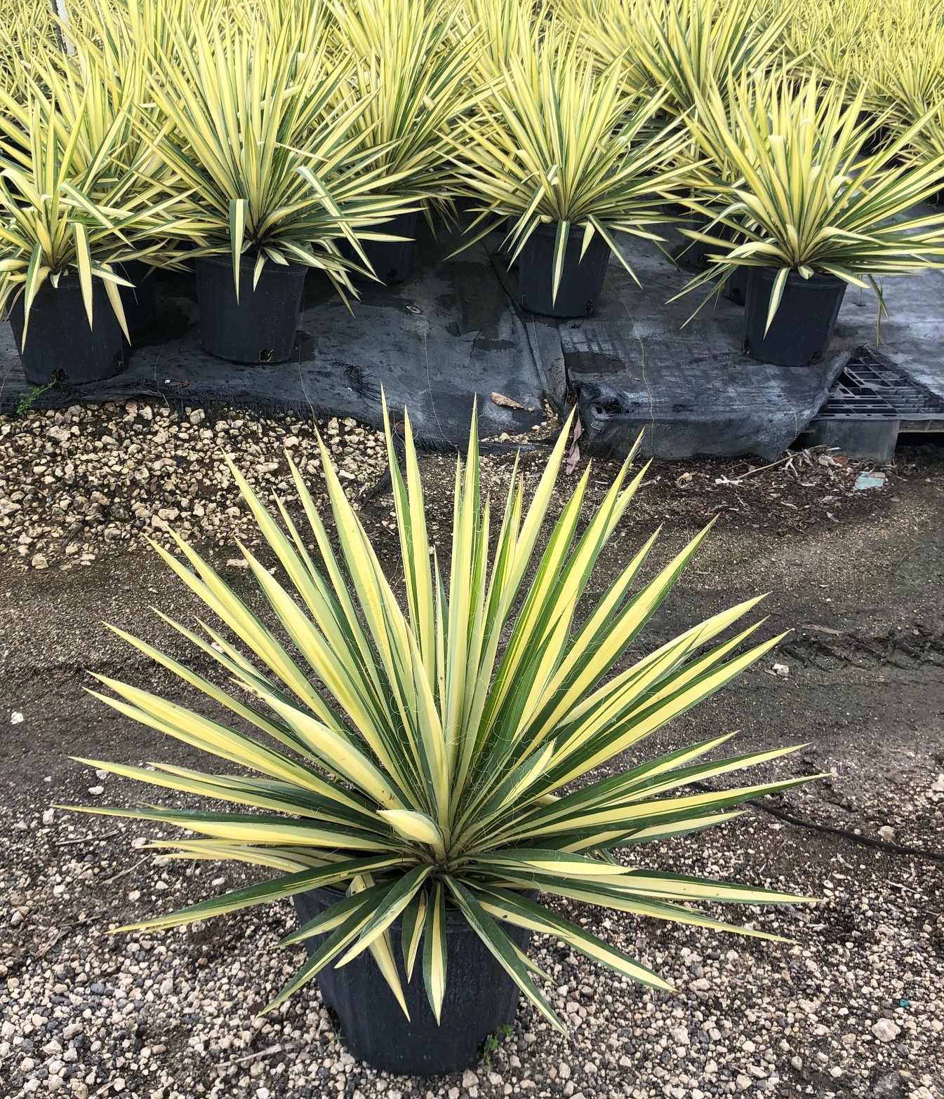 Island Tropical Foliage Wholesale Nursery Wholesale
