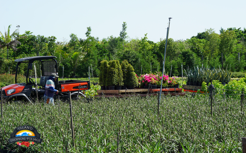 field-crew-kubota-island-tropical-foliage-export Field crew preparing plants for wholesale export
