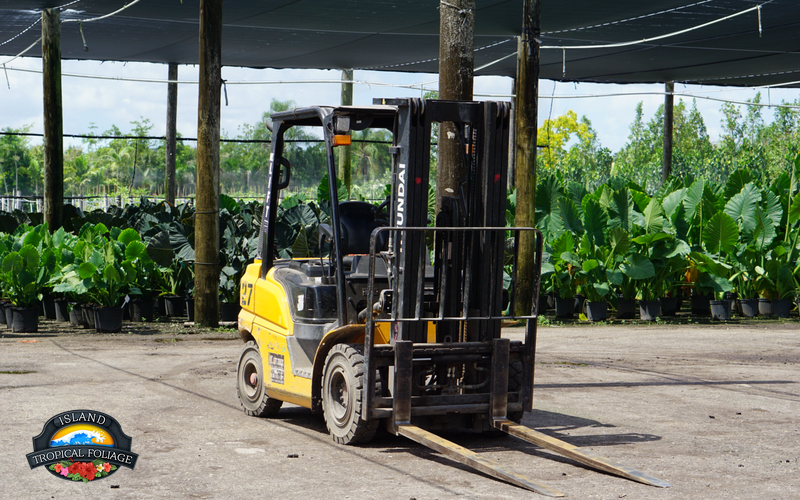 forklift-hyundai-island-tropical-foliage-export Forklift loading a wholesale plant export container