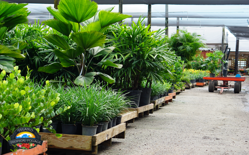 tropical-palms-row-island-tropical-foliage-export Rows of tropical palms grown for wholesale plant export
