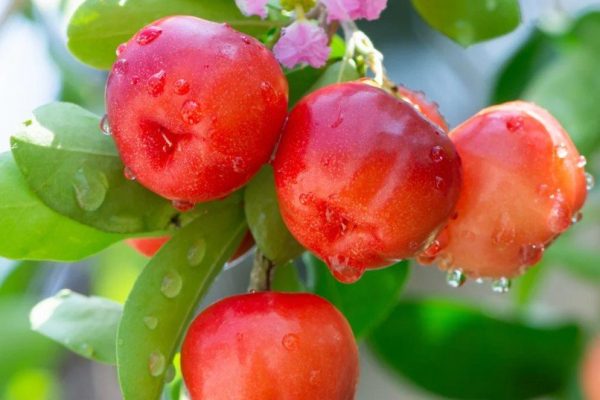 acerola_cherry_compressed acerola_cherry_compressed