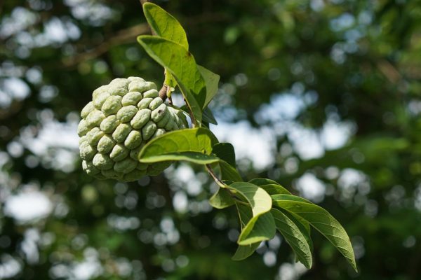 custard_apple_compressed custard_apple_compressed