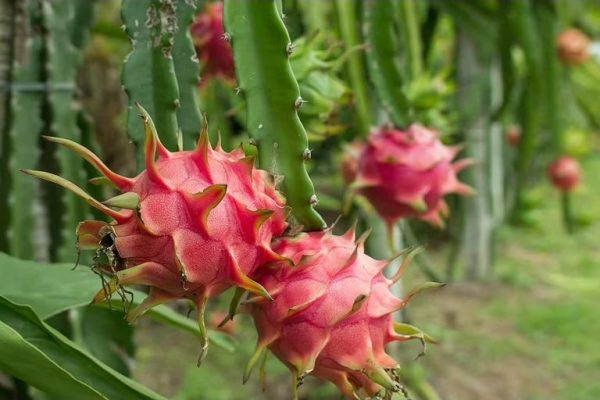 dragonfruit_compressed dragonfruit_compressed