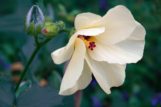 hibiscus_flower_compressed hibiscus_flower_compressed