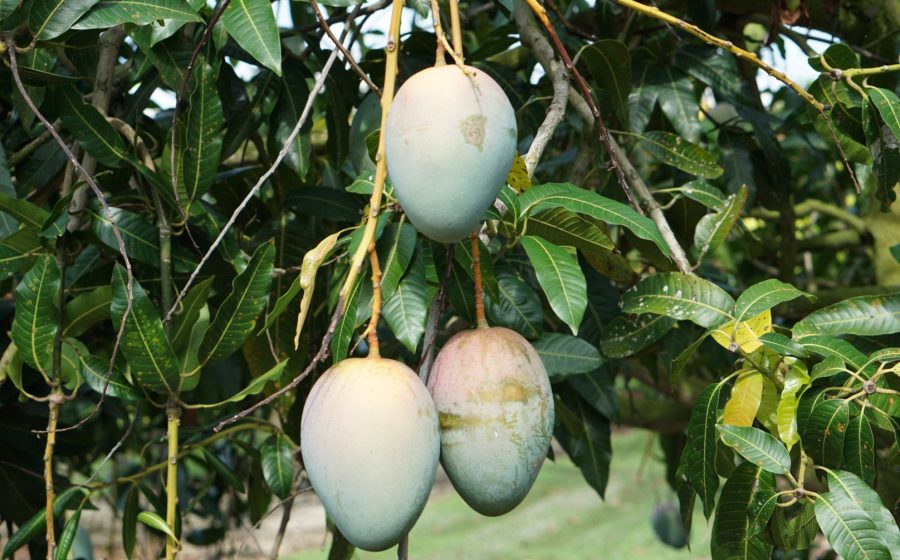 mangoes_hanging_compressed mangoes_hanging_compressed