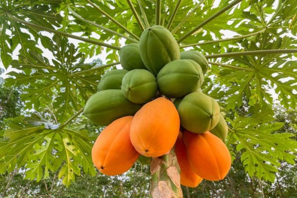 papaya_compressed papaya_compressed