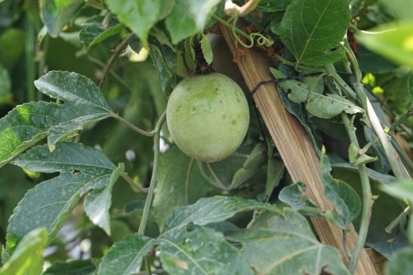 passion_fruit_compressed passion_fruit_compressed