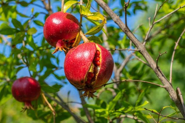 pomegranate_split_compressed pomegranate_split_compressed