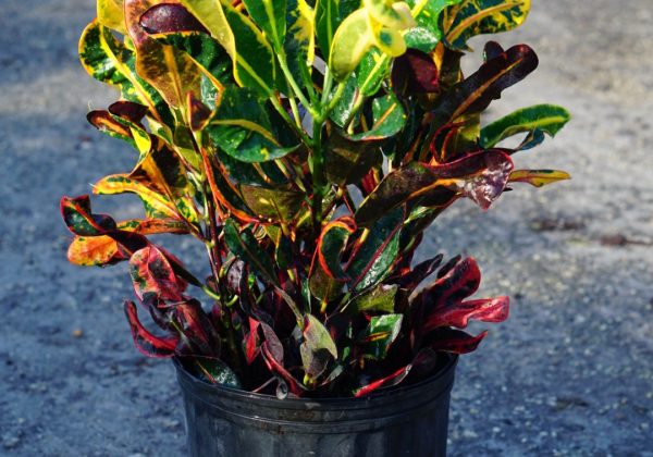 Croton Mammy wholesale tropical plant availability