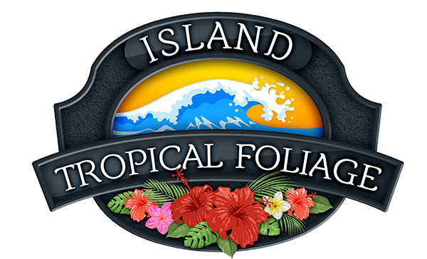 Island Tropical Foliage Wholesale Nursery - Wholesale Nursery in Homestead, Florida