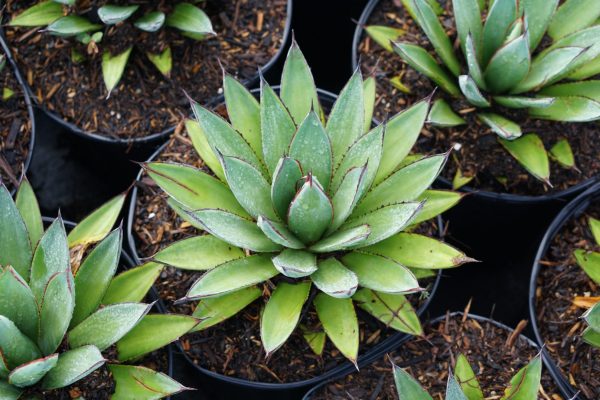 Agave Blue Glow Agave Blue Glow in containers