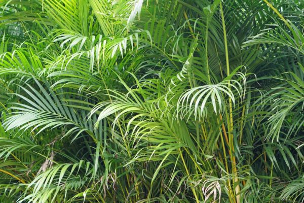 Areca Palm Areca palms in containers at Island Tropical Foliage