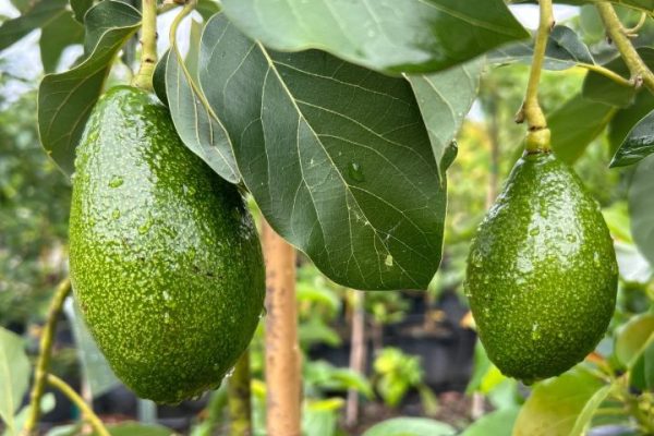 avocados_compressed-web avocados_compressed-web
