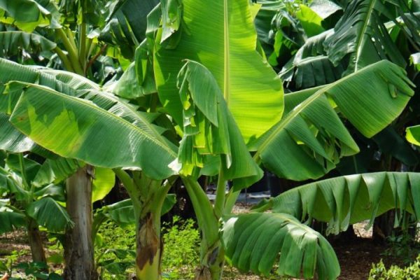 banana_tree_compressed-e1783013984964-web banana_tree_compressed-e1783013984964-web