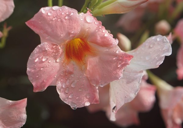 Pink Mandevilla Giant Peach flower with water droplets