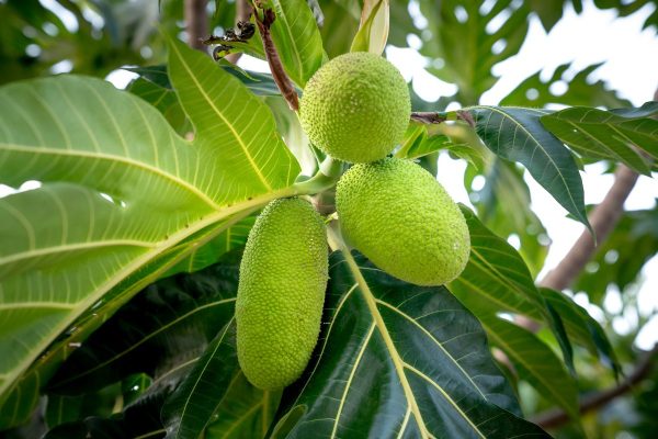 Breadfruit Breadfruit fruit