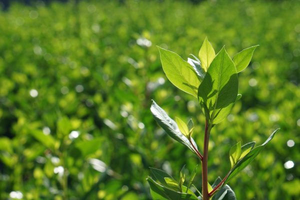 Buttonwood Green Green buttonwood foliage