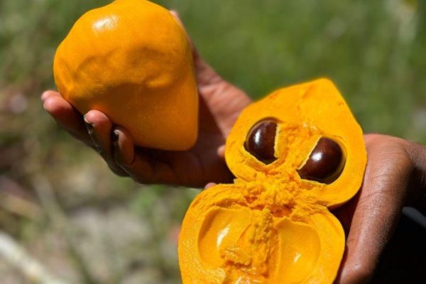 Canistel Canistel fruit