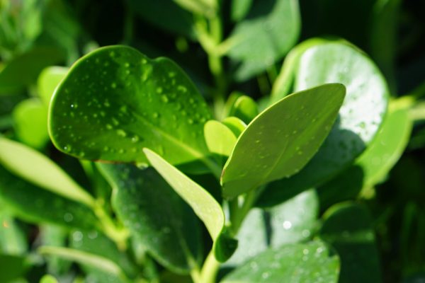 Clusia Small Leaf Clusia small leaf foliage