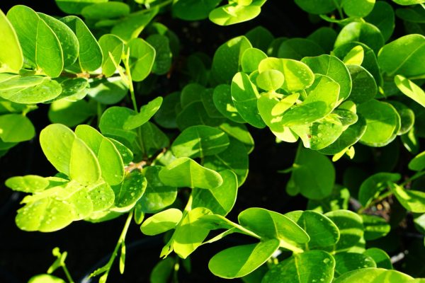 Cocoplum Horizontal Horizontal cocoplum foliage