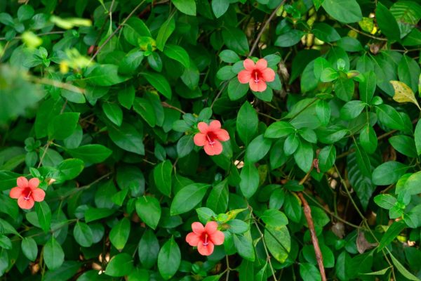 Coral Creeper Coral creeper with coral-red flowers