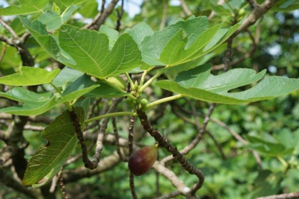 fig_tree_compressed-web fig_tree_compressed-web