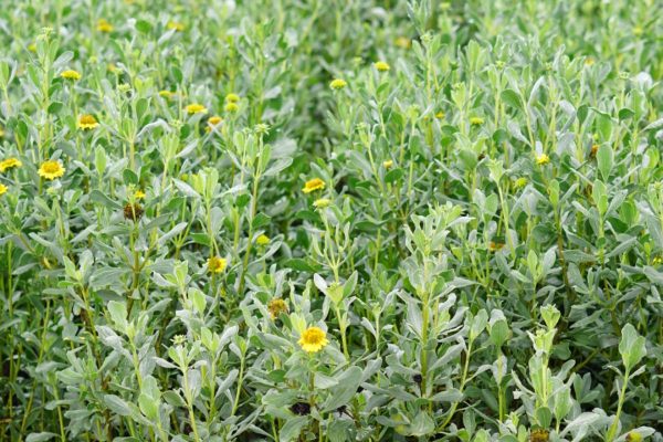 Sea Oxeye Daisy (Borrichia frutescens) Sea oxeye daisy with silver leaves and yellow flowers