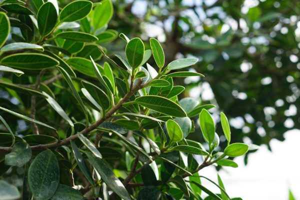 Green Island Ficus Green Island ficus foliage
