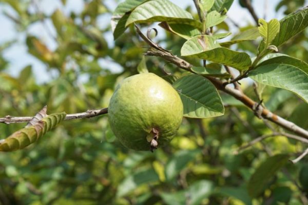 guava_compressed-web guava_compressed-web