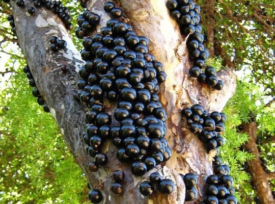 jabuticaba_compressed-web jabuticaba_compressed-web