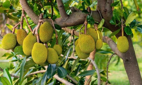 jackfruit_compressed-web jackfruit_compressed-web