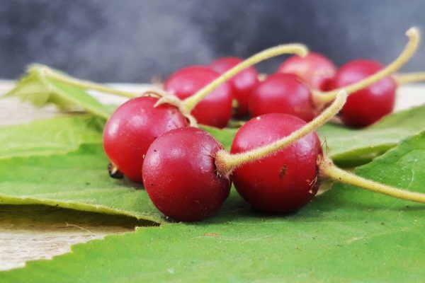 Jamaican Cherry Jamaican Cherry