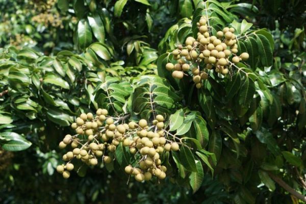 longan_compressed-web longan_compressed-web