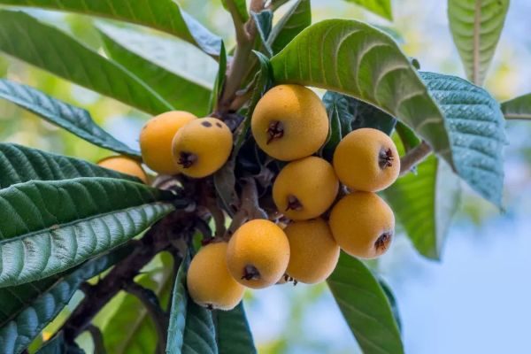 loquat_compressed-web loquat_compressed-web