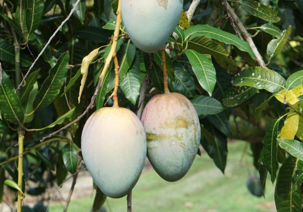 Mango-Tree_WK27_002