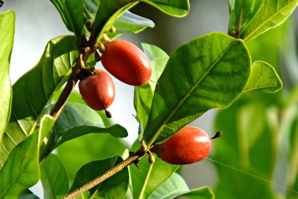 Miracle Fruit Miracle Fruit fruit