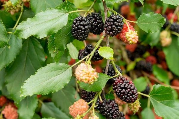 mulberries_compressed-web mulberries_compressed-web