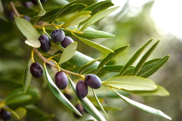 olives_compressed-web olives_compressed-web