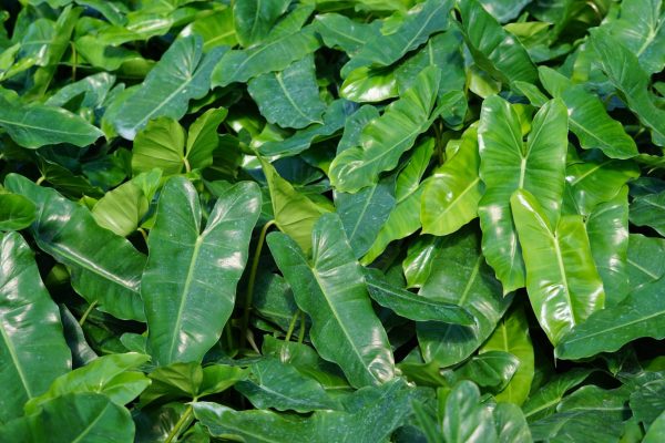 Philodendron Burle Marx Philodendron Burle Marx foliage