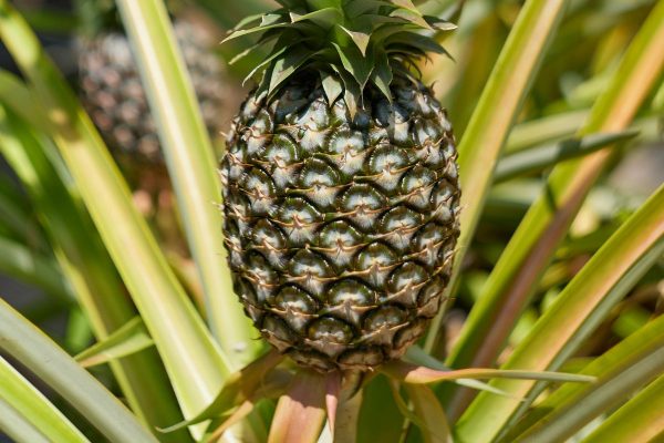 Pineapple Pineapple fruit