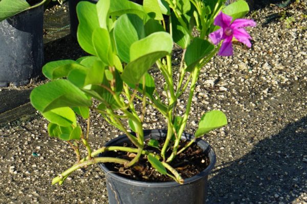 Railroad Vine Railroad vine with a pink flower