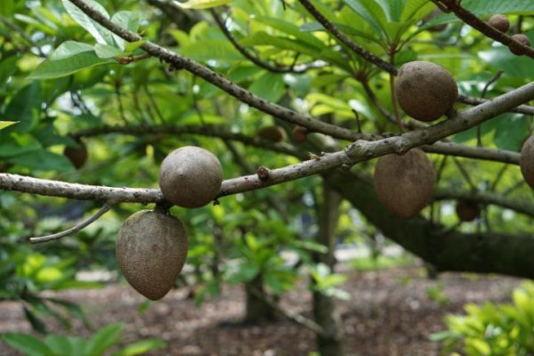 sapodilla_compressed-web sapodilla_compressed-web
