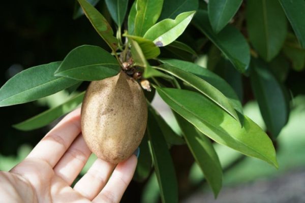 sapodilla_hand_compressed-web sapodilla_hand_compressed-web
