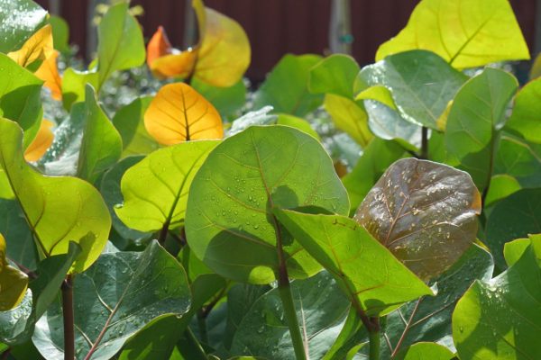 Sea Grape Sea grape leaves