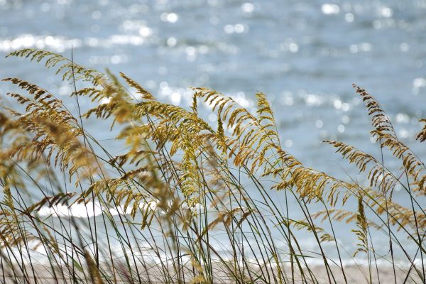 Sea Oats Sea oats on a beach dune