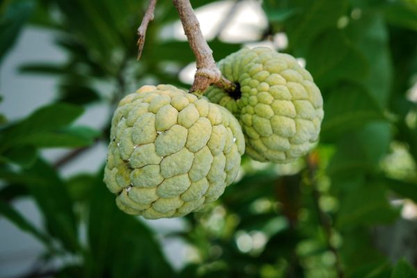 Sugar Apple Sugar Apple fruit